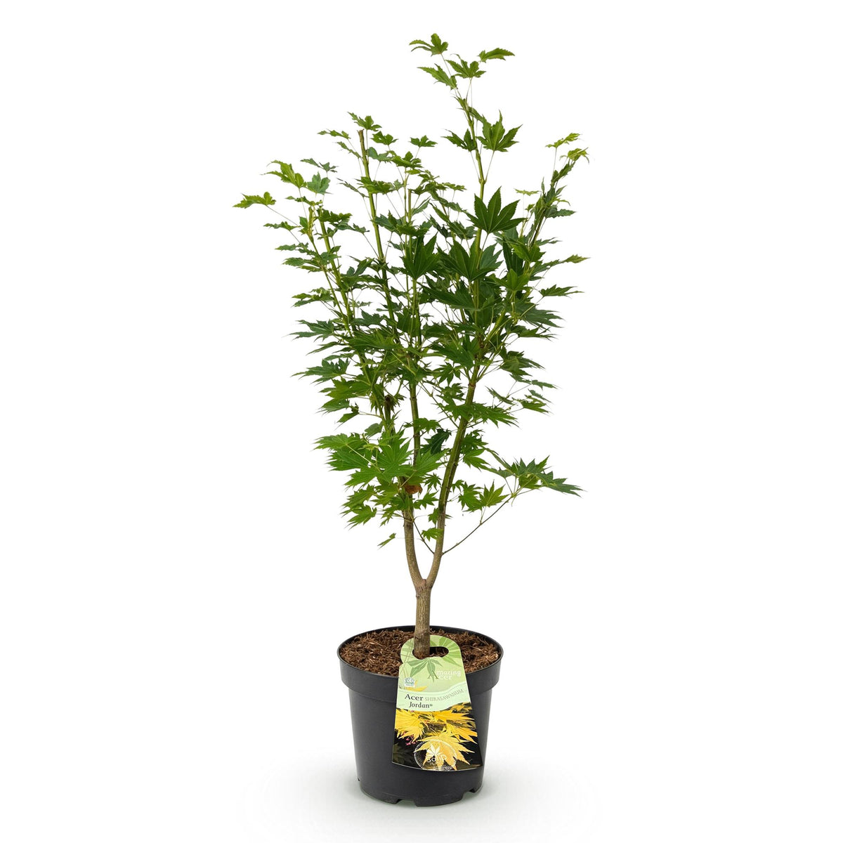 Acer palmatum 'Jordan' (Japanse esdoorn) – geel – Ø26 cm, 90 cm hoog