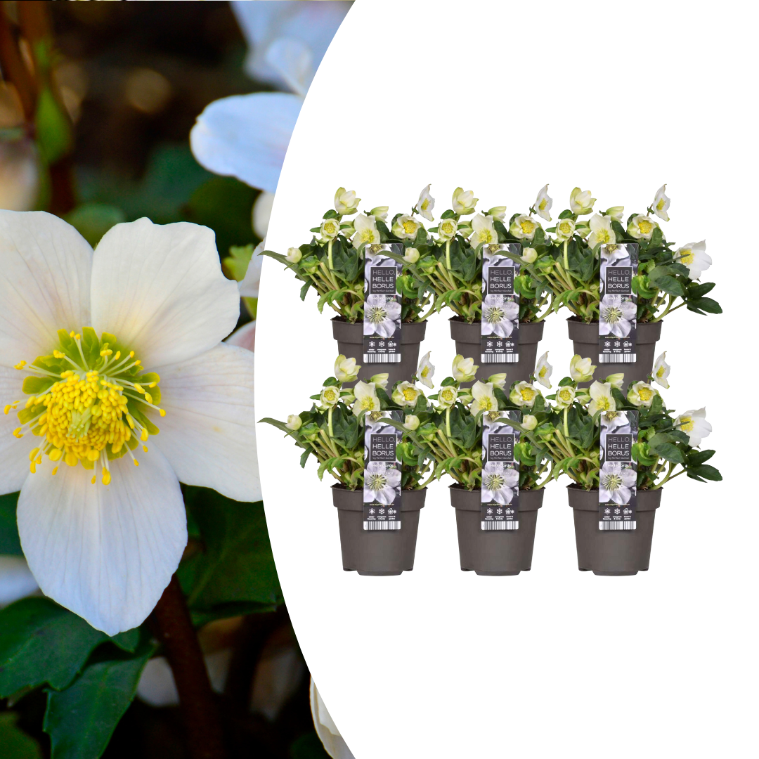 Helleborus niger 'Christmas Carol' (kerstroos) – 6 planten, Ø12 cm, 20 cm hoog