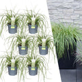 Carex hachijoensis 'Evergold' (Segge) – 6 Pflanzen, Ø 14 cm, 25 cm hoch