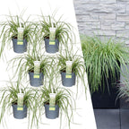 Carex hachijoensis 'Evergold' (Segge) – 6 Pflanzen, Ø 14 cm, 25 cm hoch