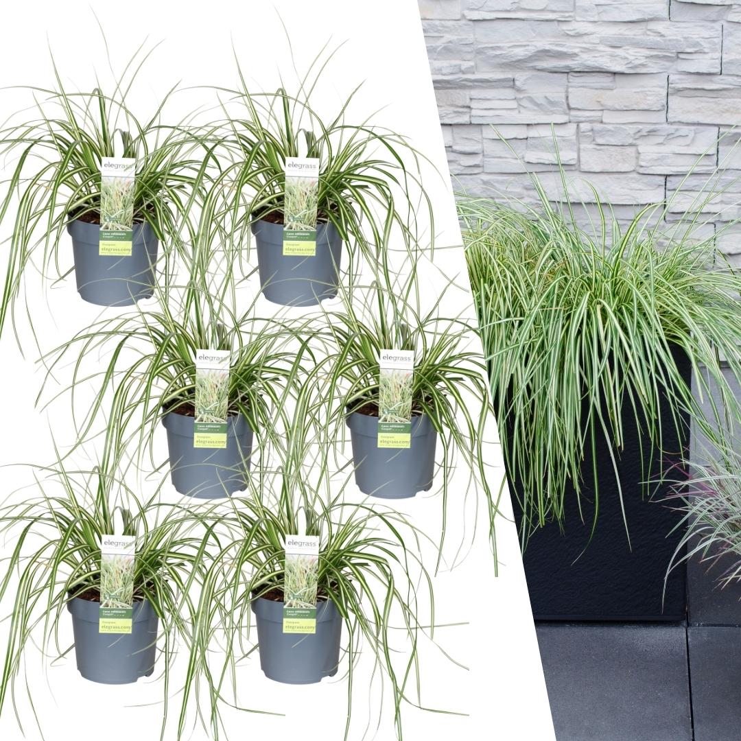 Carex hachijoensis 'Evergold' (Japanische Segge) – 6 Pflanzen, Ø 14 cm, 25 cm hoch