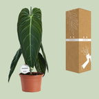 Philodendron Melanochrysum – Ø21 cm, 75 cm hoog