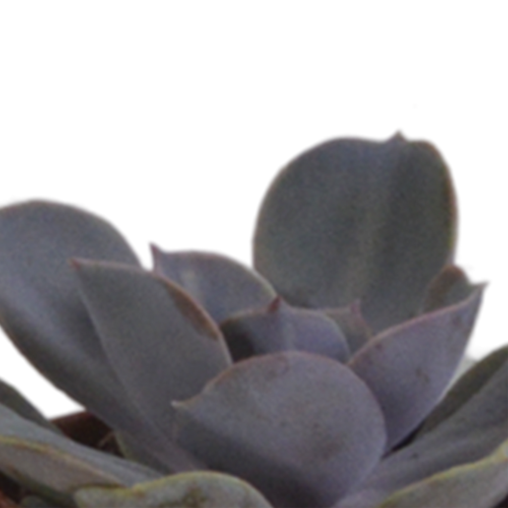 Vetplanten in terracotta pot – Ø6 cm, 13 cm hoog