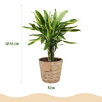 Dracaena fragrans Golden Coast (drakenboom) met mand – Ø17 cm, 50–55 cm hoog