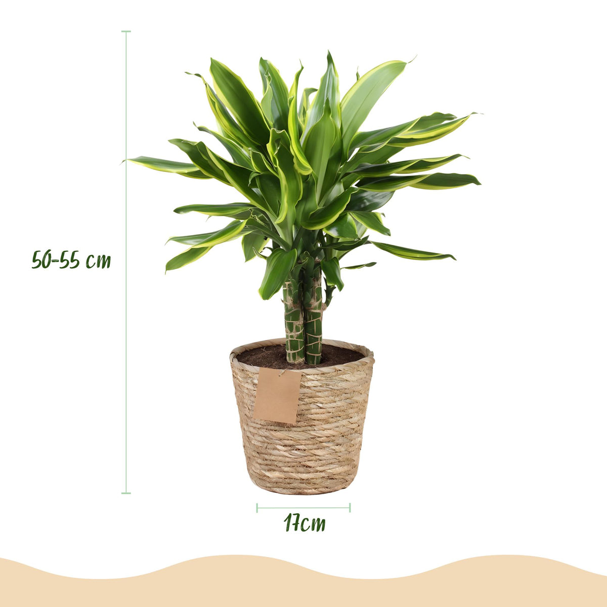 Dracaena fragrans Golden Coast (Drachenbaum) mit Korb – Ø 17 cm, 50–55 cm hoch