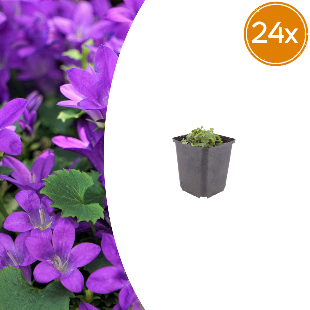 Campanula portenschlagiana (klokjesbloem) – 24 planten, Ø9 cm, 10–25 cm hoog