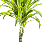 Dracaena Deremensis Lemon Lime (drakenboom) – Ø21 cm, 90–110 cm hoog