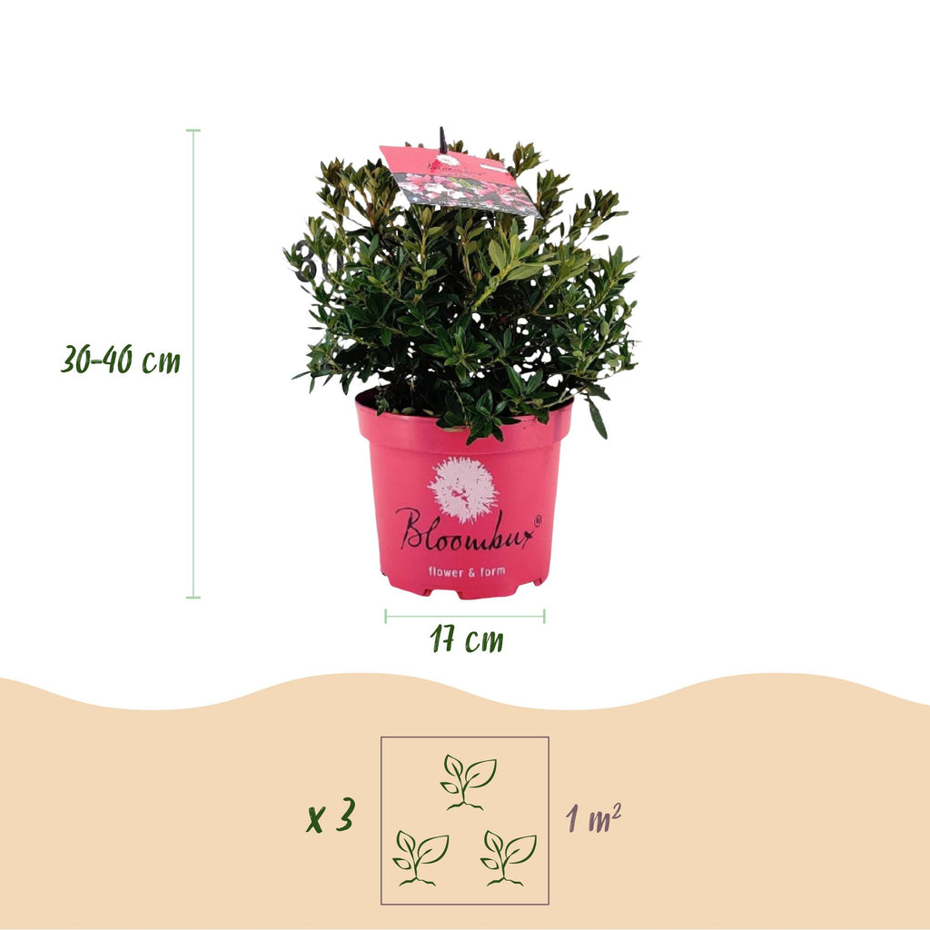 Rhododendron 'Bloombux Magenta' (Rhododendron) – 4 Pflanzen, Ø 17 cm, 30–40 cm hoch – Bild 3
