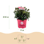 Rhododendron 'Bloombux Magenta' (Rhododendron) – 4 Pflanzen, Ø 17 cm, 30–40 cm hoch
