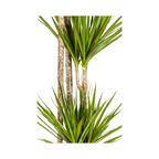 Dracaena marginata Green (arbre dragonnier) – Ø27 cm, 170–190 cm de haut