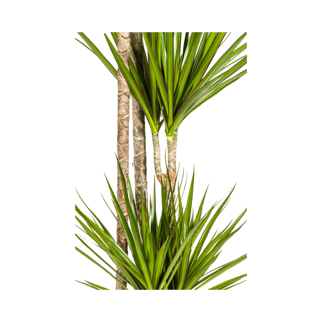 Dracaena marginata Green (drakenboom) – Ø27 cm, 170–190 cm hoog