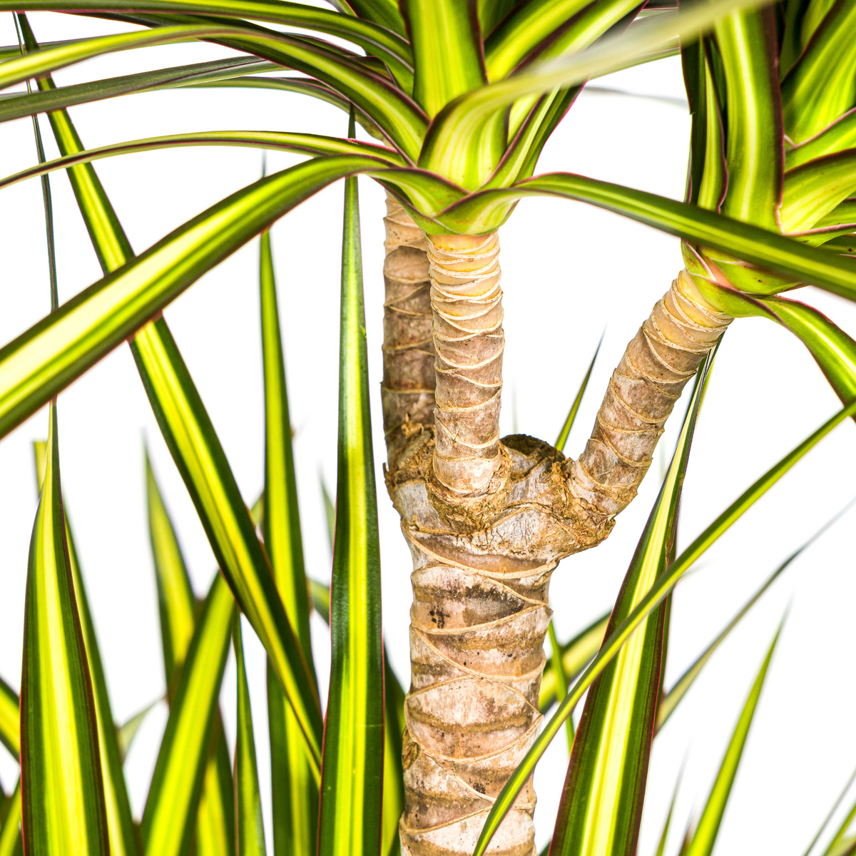 Dracaena marginata Sunray (drakenboom) – Ø24 cm, 130–150 cm hoog