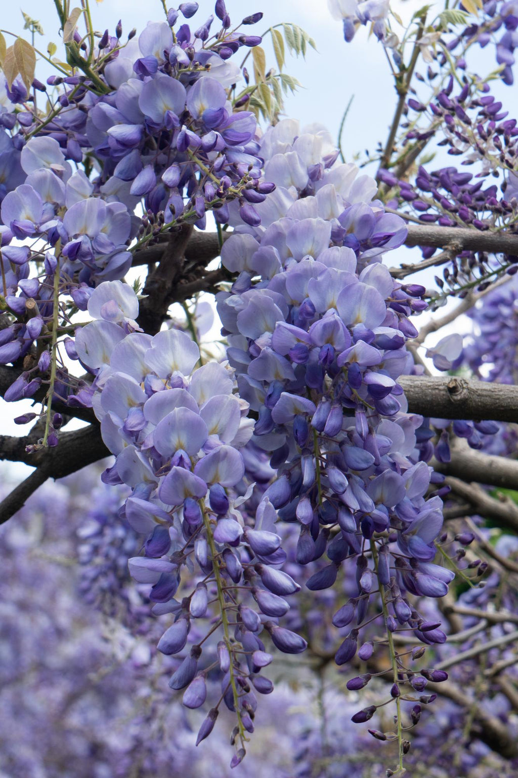 Wisteria sinensis 'Prolific' (Chinese wisteria) – 2 plants, Ø15 cm, 65 cm high – photo 2