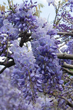 Wisteria sinensis 'Prolific' (Chinese wisteria) – 2 plants, Ø15 cm, 65 cm high