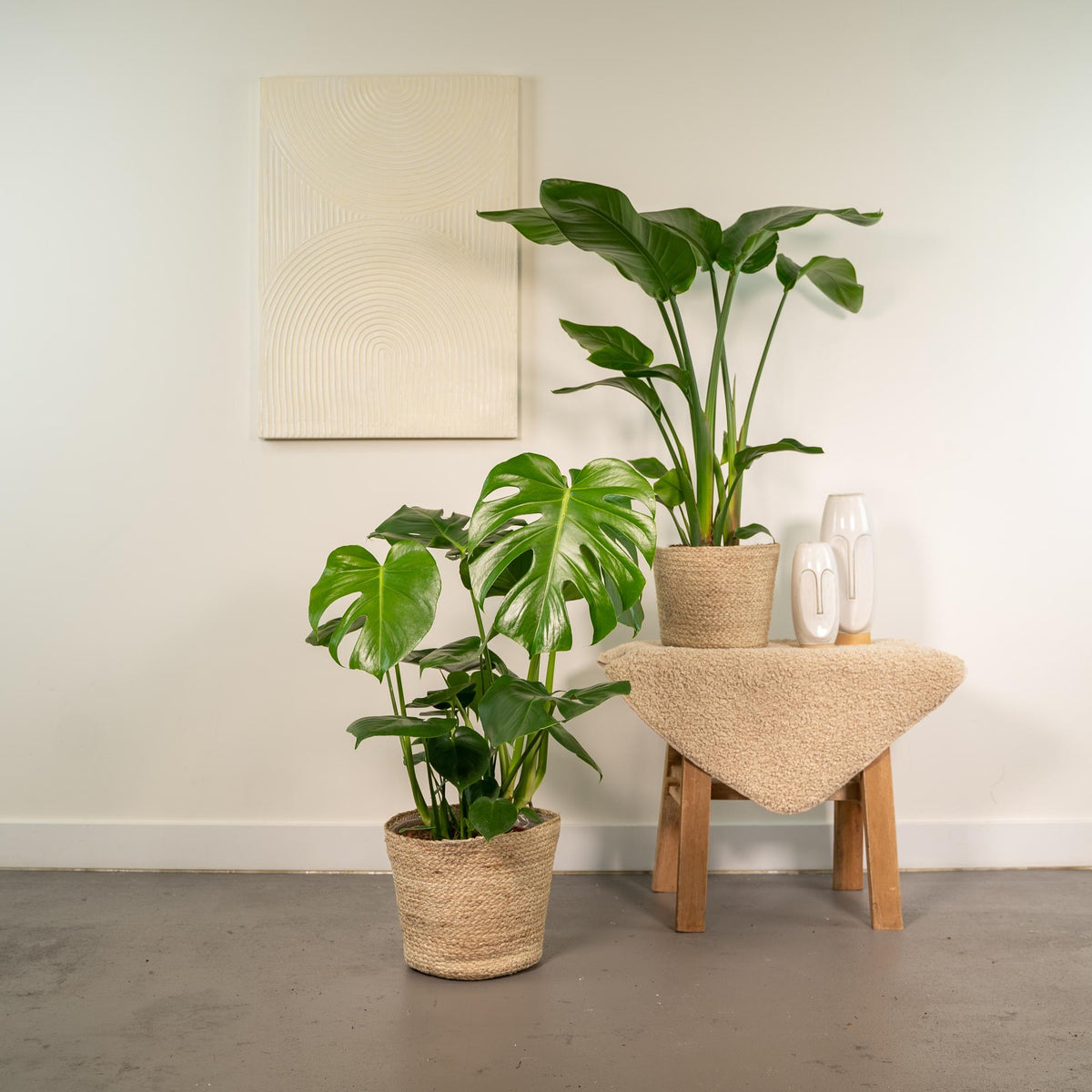 Strelitzia nicolai (Monstera) med kurv selin – Ø19 cm, 85 cm høj