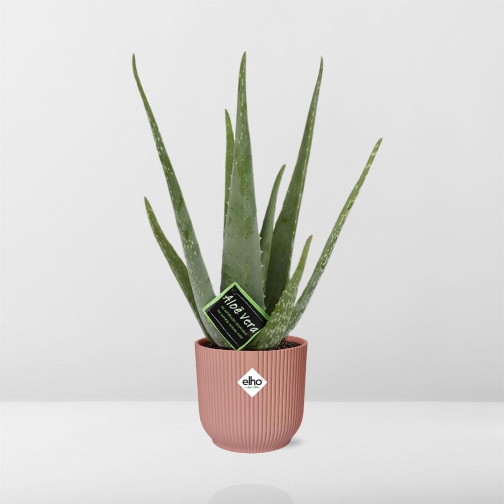 Aloe Vera 12cm in ELHO Vibes Fold 14cm roze – 40 cm hoog