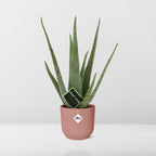 Aloe Vera 12cm in ELHO Vibes Fold 14cm roze – 40 cm hoog