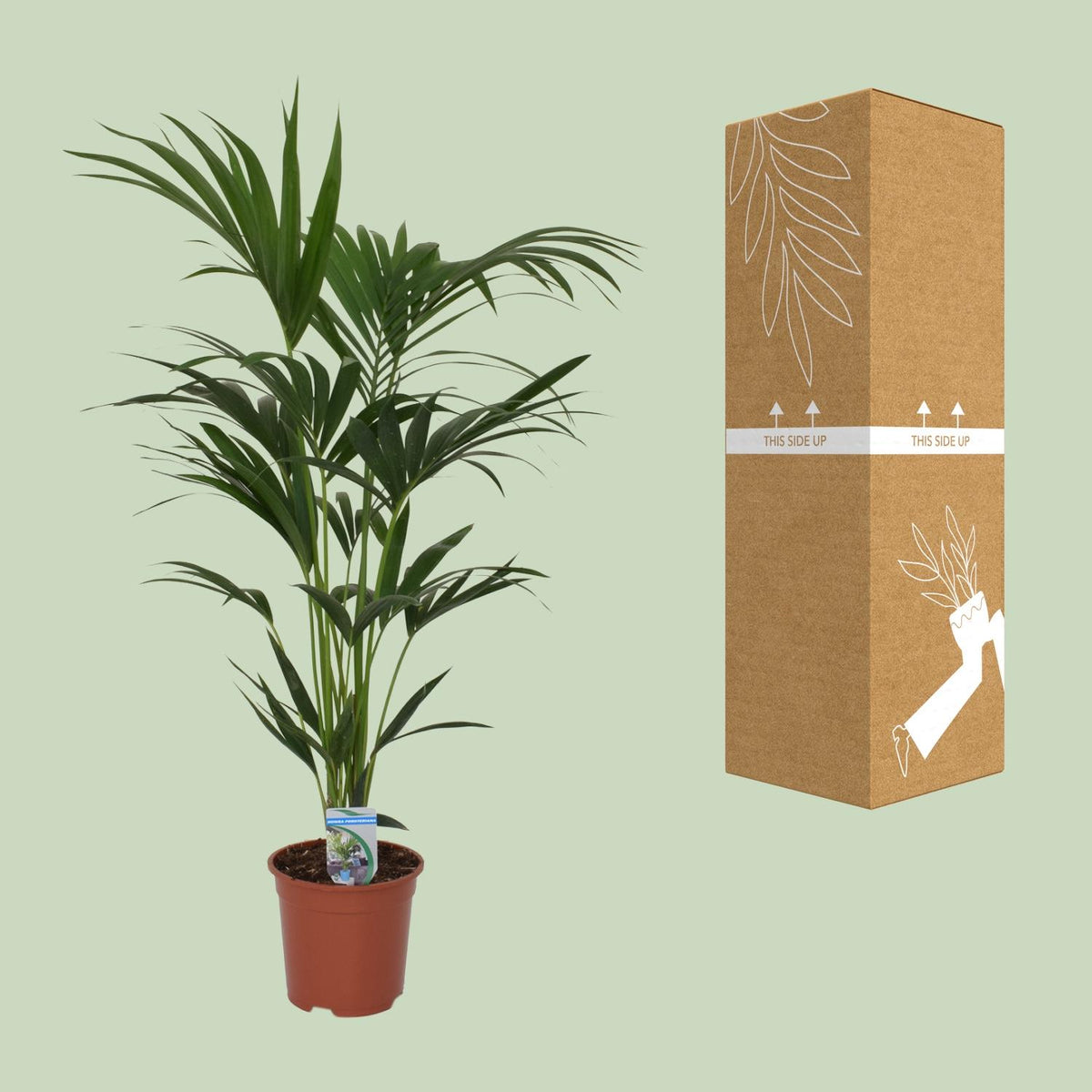 Howea forsteriana (Kentiapalme) – Ø 21 cm, 120 cm hoch – Art. 5240