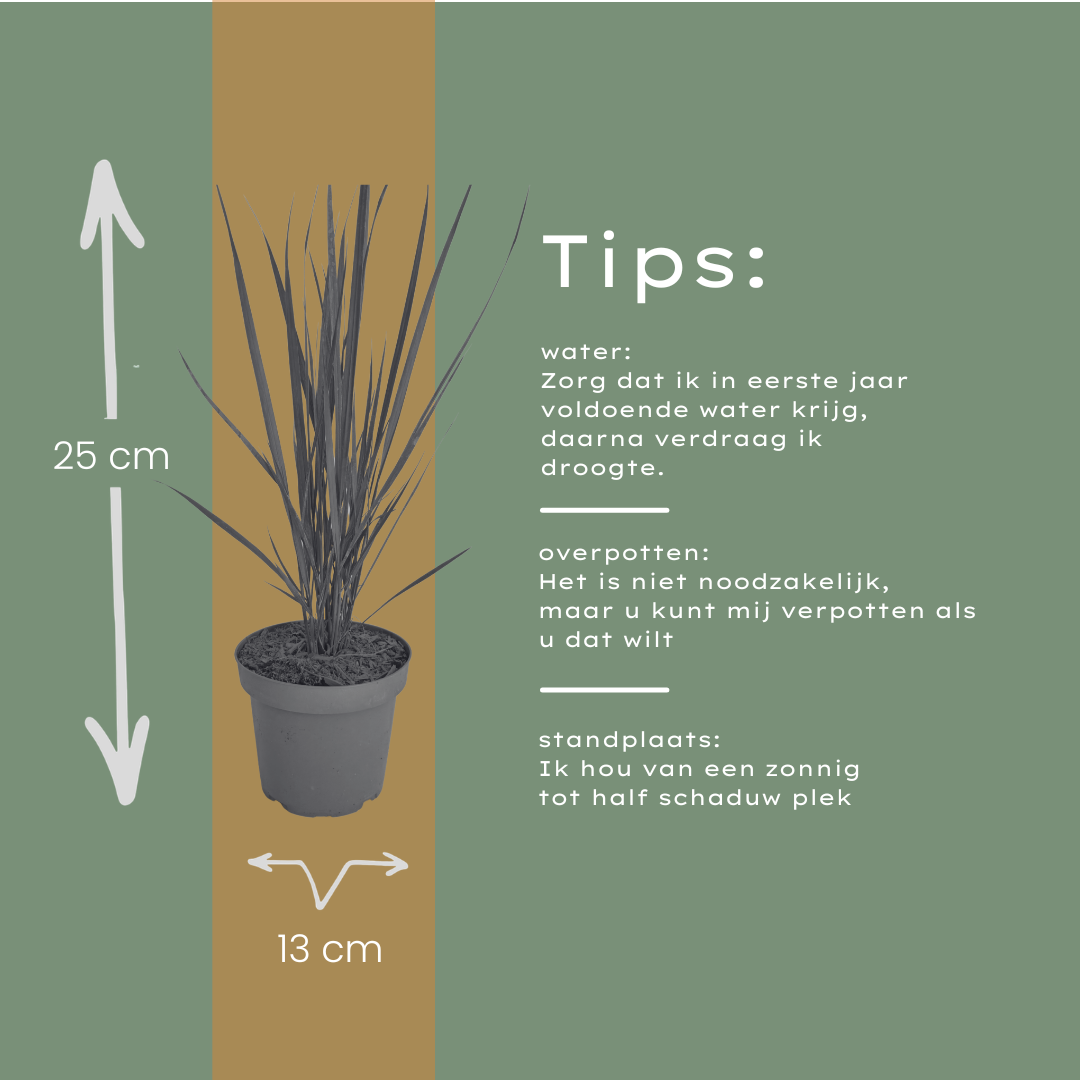 Panicum virgatum 'Northwind' (herbe à doigt) – 3 plants, Ø12 cm – photo 9