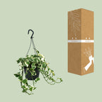 Epipremnum (Scindapsus) – Ø 15 cm, 35 cm hoch