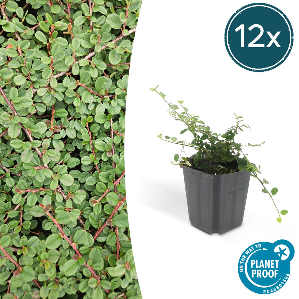 Cotoneaster pr. 'Queen Of Carpets' (dwarf cotoneaster) – 12 plants, Ø9 cm, 10–25 cm high
