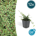 Cotoneaster pr. 'Queen Of Carpets' (dwarf cotoneaster) – 12 plants, Ø9 cm, 10–25 cm high
