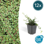 Cotoneaster pr. 'Queen Of Carpets' (dwarf cotoneaster) – 12 plants, Ø9 cm, 10–25 cm high