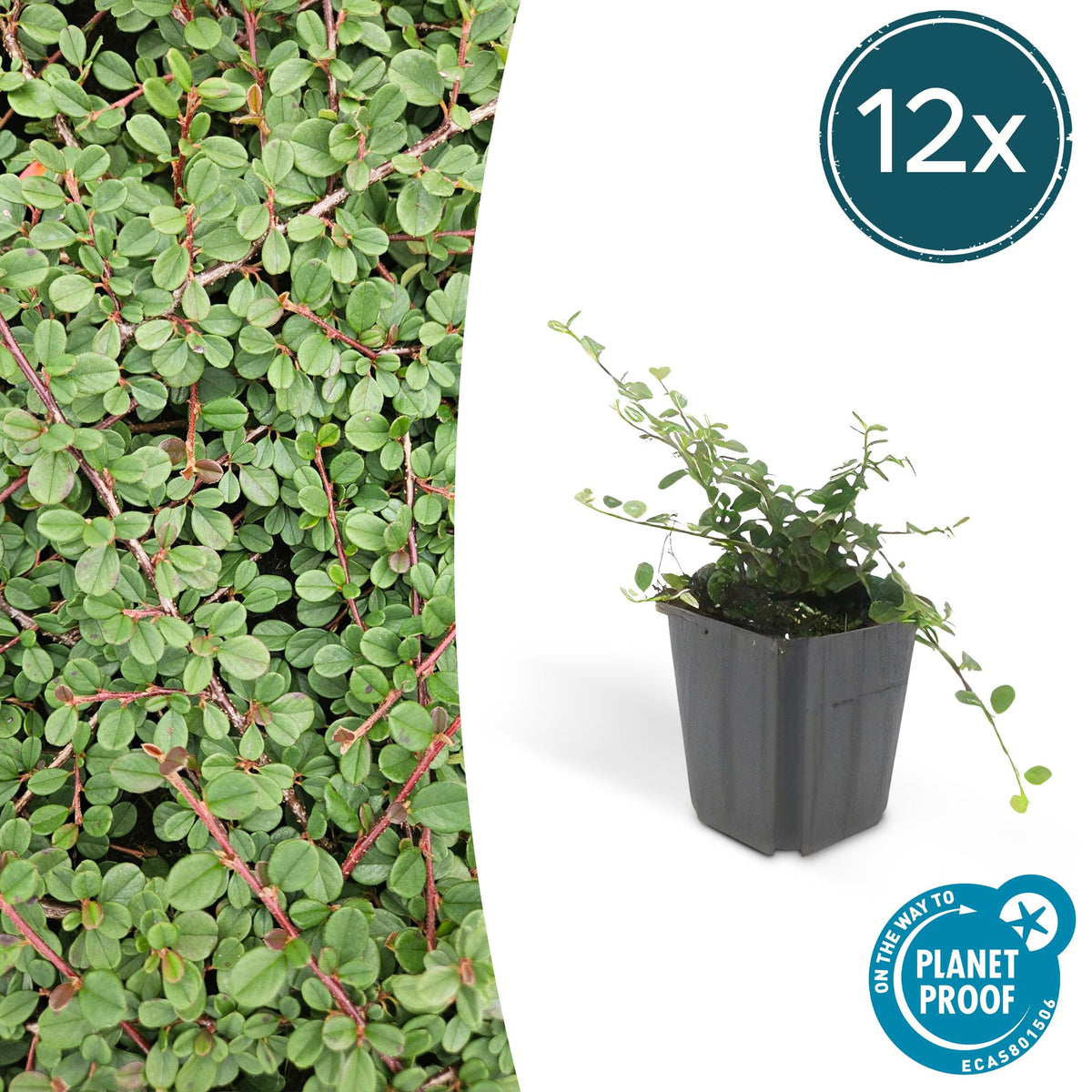 Cotoneaster pr. 'Queen Of Carpets' (dwarf cotoneaster) – 12 plants, Ø9 cm, 10–25 cm high