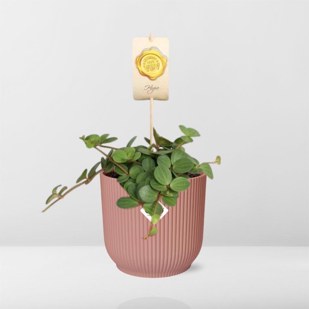 Peperomia ‘Hope’ in ELHO Vibes Fold 14cm roze – 15 cm hoog