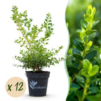 Buxus – 12 Pflanzen, Ø 13 cm, 30–35 cm hoch