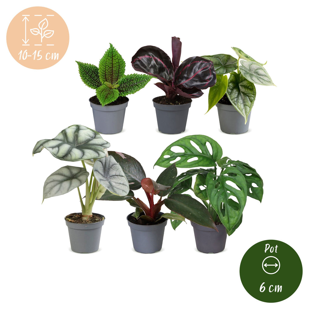 6× jeunes plantes Jungle Mix – Ø6 cm, 10–15 cm de haut
