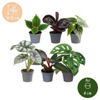 6× jeunes plantes Jungle Mix – Ø6 cm, 10–15 cm de haut