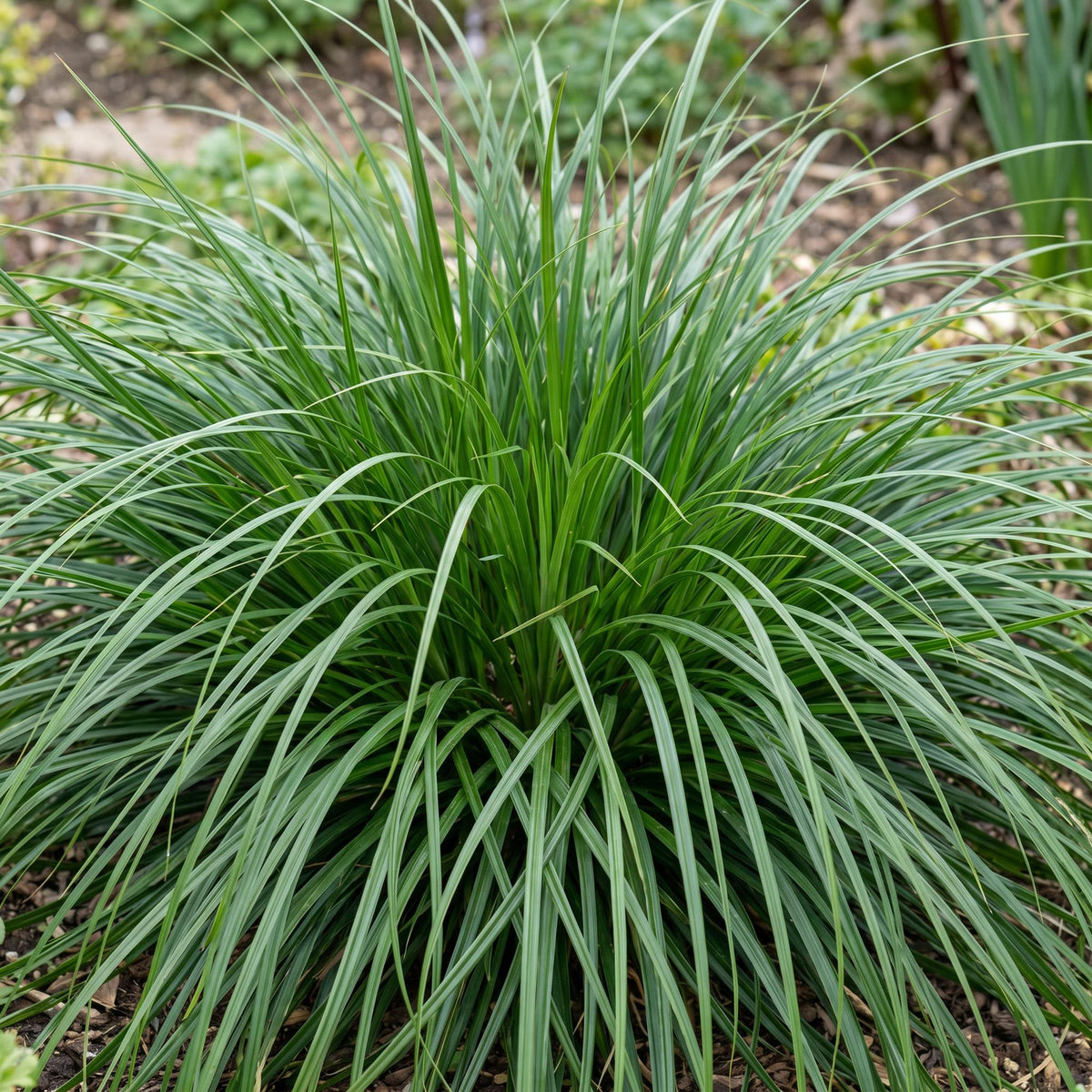 Carex oshimensis 'Evergreen' (Japanse zegge) – Ø11 cm, 15–25 cm hoog