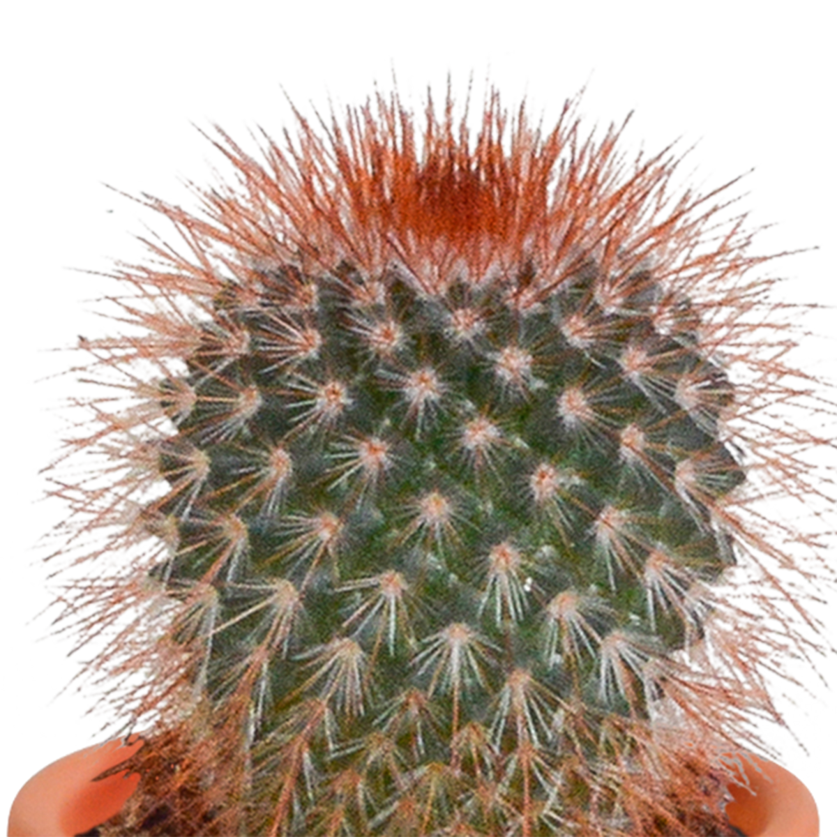 15× Cactus and succulent mix (Cactaceae) in terracotta pot – Ø6 cm, 13 cm high – photo 14