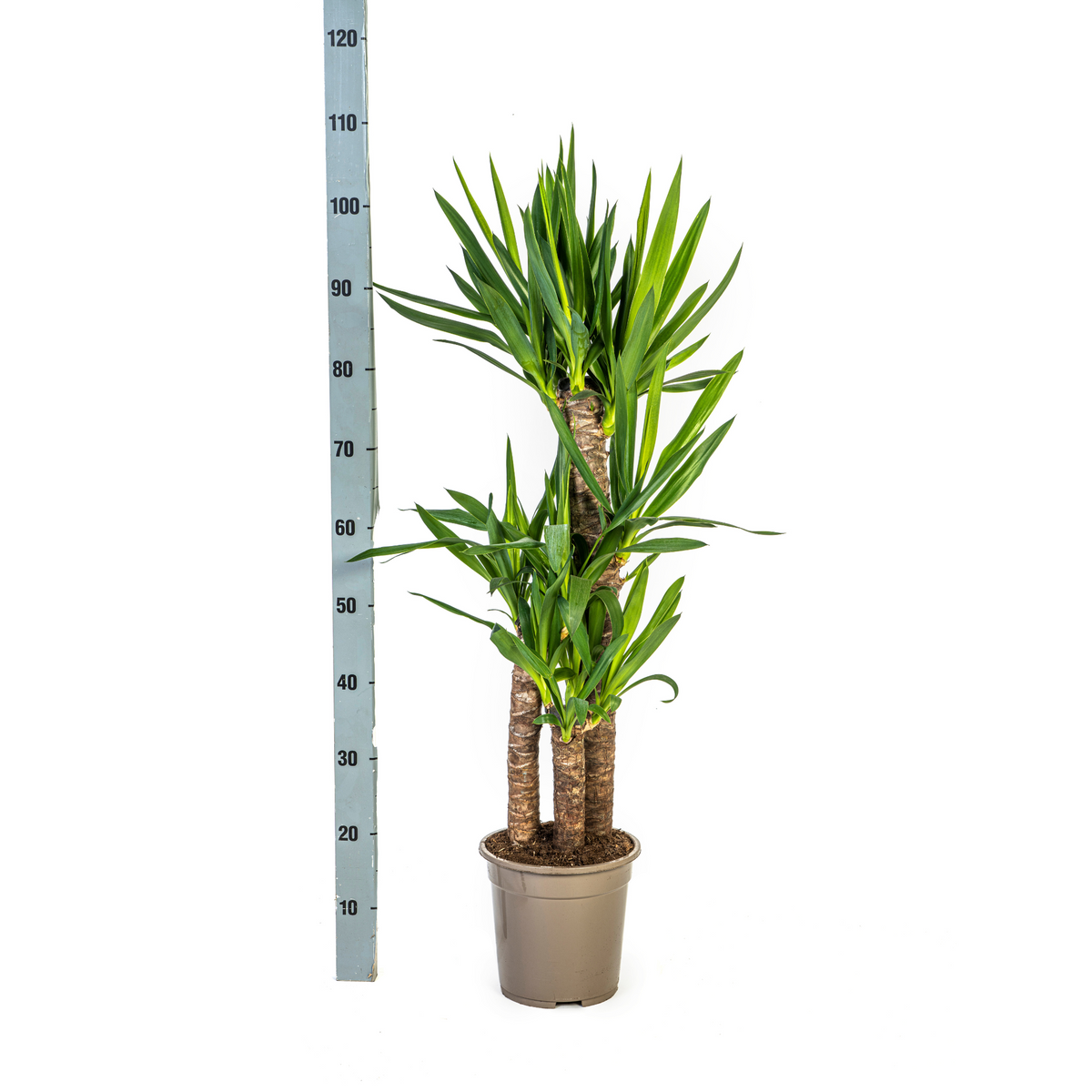 Yucca elephantipes mit Korb – Ø 21 cm, 90–110 cm hoch