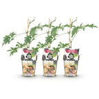 Rubus 'Thornless Evergreen' (mûre) – 3 plants, Ø9 cm, 35 cm de haut