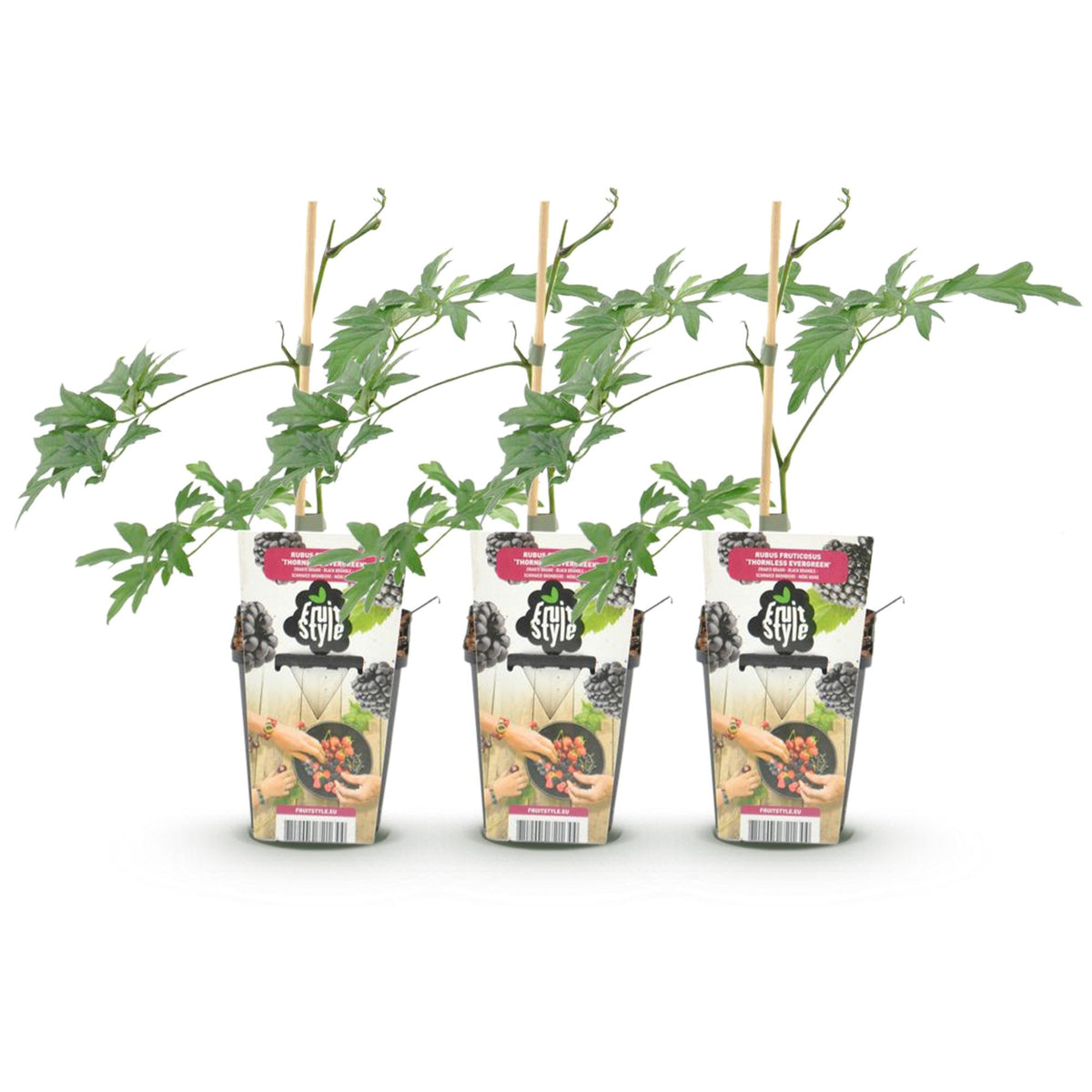 Rubus 'Thornless Evergreen' (braam) – 3 planten, Ø9 cm, 35 cm hoog – foto 2