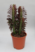 Euphorbia Trigona Rubra – Ø 12 cm, 40 cm hoch