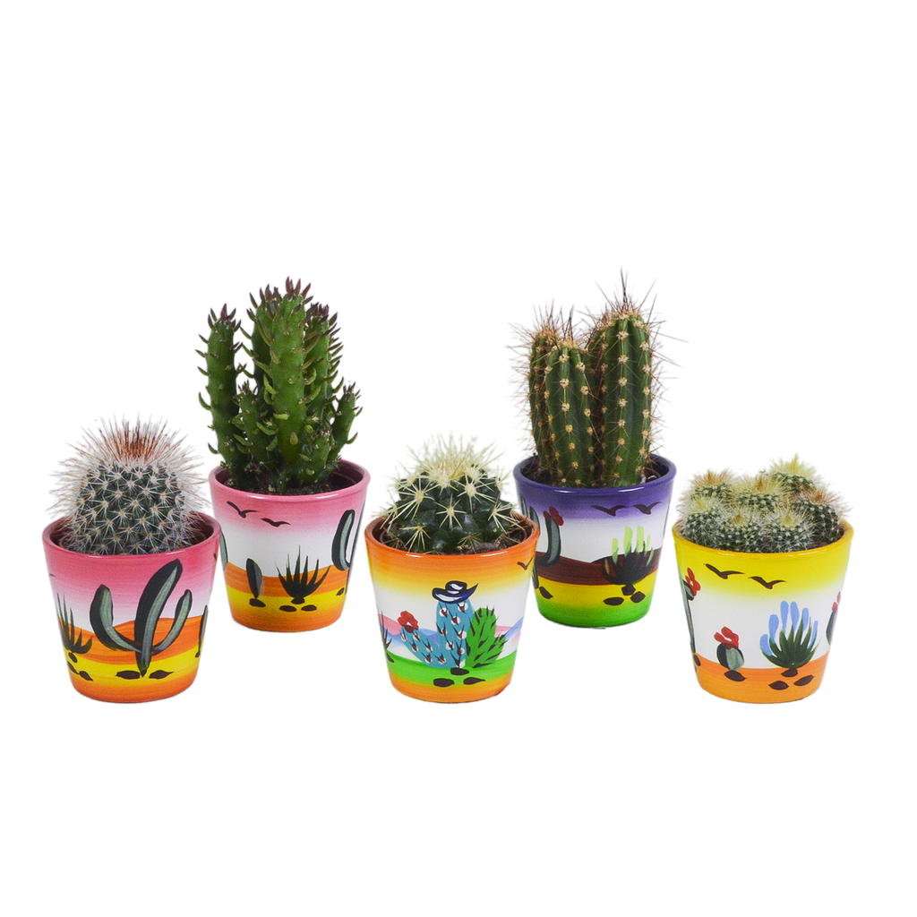 Kaktusmix (Cactaceae) – Ø6 cm, 13 cm høj