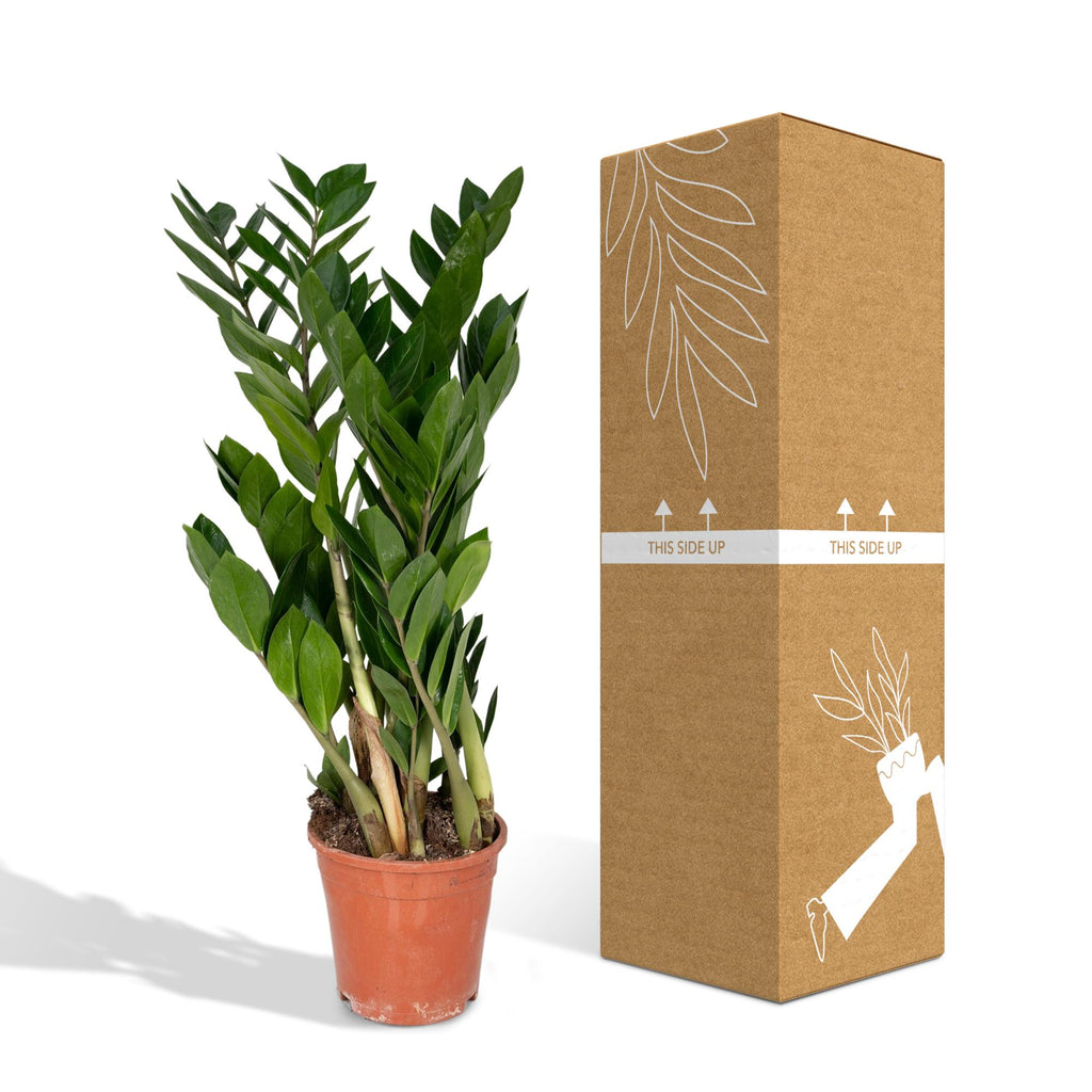 Zamioculcas zamiifolia (Glücksfeder) – Ø 17 cm, 70 cm hoch – Art. 2902