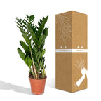 Zamioculcas zamiifolia (Glücksfeder) – Ø 17 cm, 70 cm hoch – Art. 2902