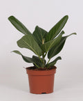 Ficus Bengalensis – Ø12 cm, 25 cm hoog