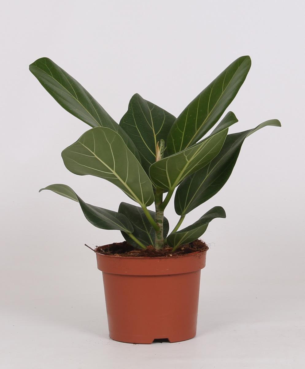 Ficus Bengalensis – Ø12 cm, 25 cm hoog