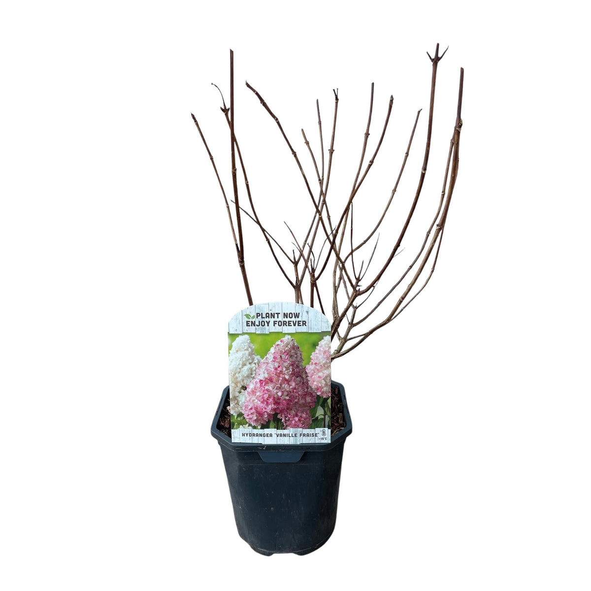 Hydrangea panniculata 'Vanille Fraise' (hortensia) – roze-wit – Ø17 cm, 50 cm hoog