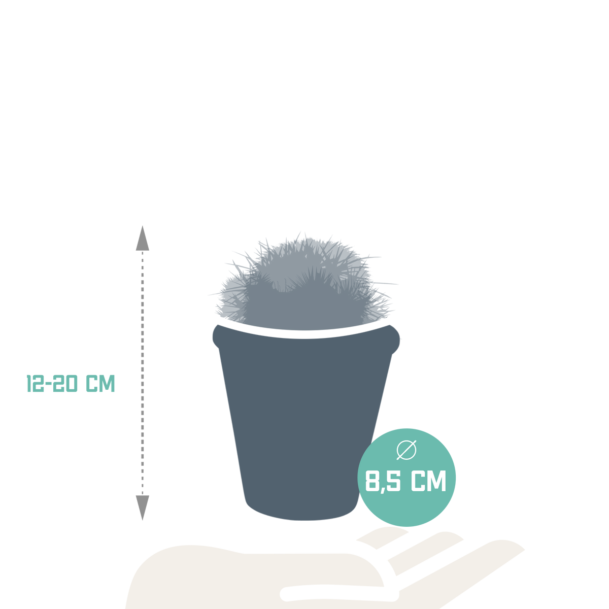 3× kuggekaktusmix (Cactaceae) i terrakottakrukke – Ø9 cm, 16 cm høj