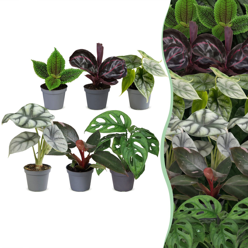 6× jeunes plantes Jungle Mix – Ø6 cm, 10–15 cm de haut