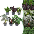 6× jeunes plantes Jungle Mix – Ø6 cm, 10–15 cm de haut