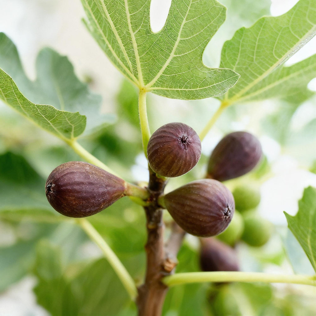 Ficus carica 'Little Miss Figgy' (fig tree) on standard – Ø19 cm, 90 cm high – photo 4