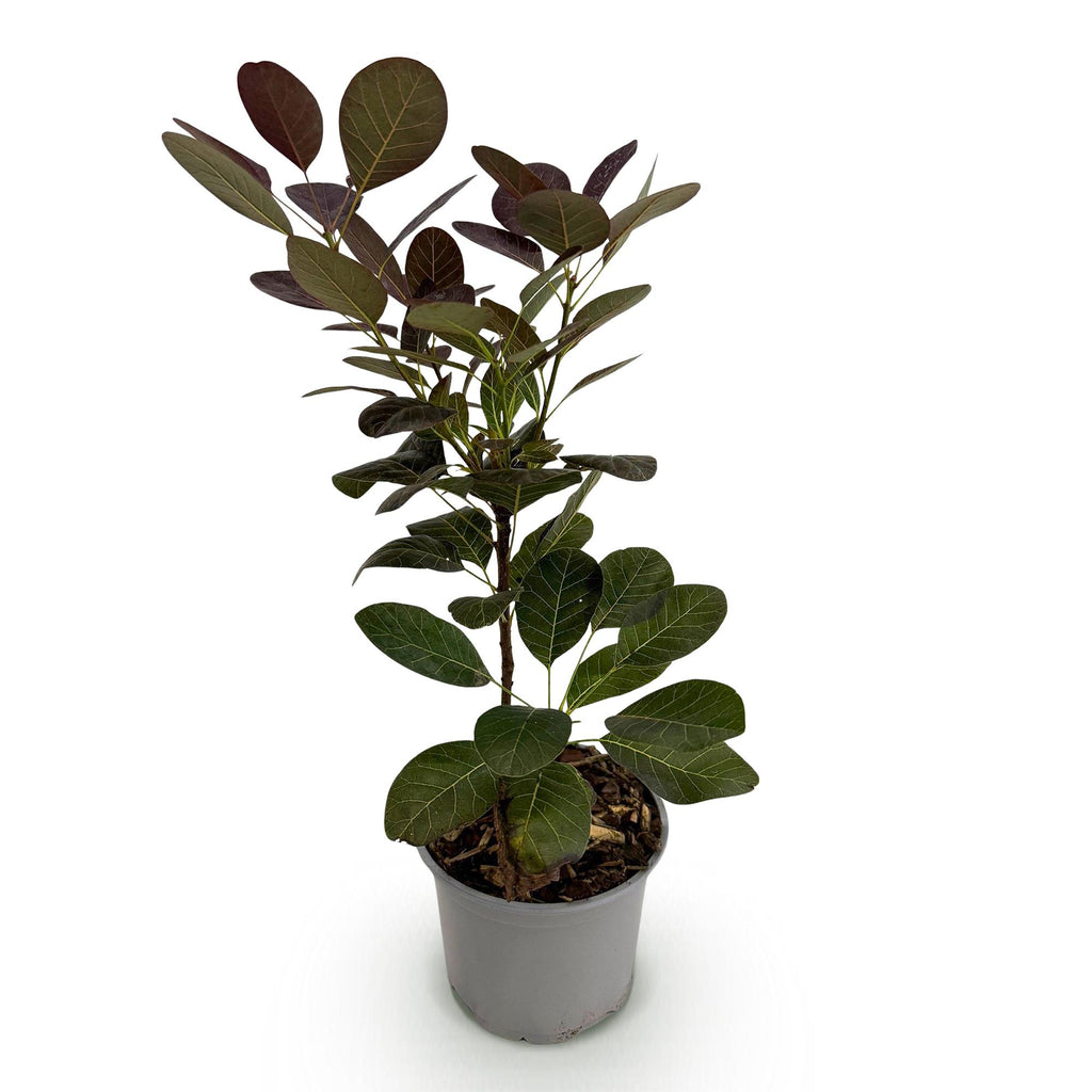 Cotinus coggyria 'Royal Purple' (smoke tree) – purple – Ø12 cm, 35 cm high – photo 2