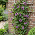 Passiflora 'Victoria' (passiflore) – rouge-rose – 2 plantes, Ø9 cm, 35 cm de haut
